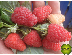 Подарок Кашину (ремонтантная, урожайная)