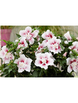 Древовидные гибискусы