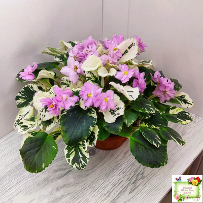 Cherokee Trail (L. Ray) трейлер (пасынок сорт посажен 06.10.25)