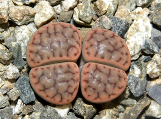 Lithops schwantesii C076 - 10 семян