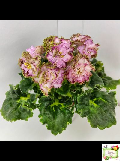 ЛЕ-Медуница (Е. Лебецкая) 2020 г. (сортовая омоложенная розетка)