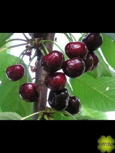 Вишня "Орлица" (саженец 3 года)