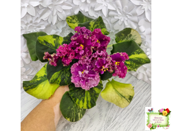 ЛФ-Дарья спорт со спонтанной пестролистностью