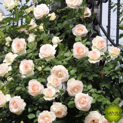 РОЗА ПЛЕТИСТАЯ "ПАЛЕ РОЯЛЬ" (PALAIS ROYAL)