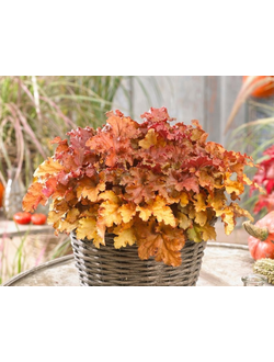 Гейхера гибридная "Годжиберри" Gojiberry