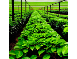 КОФЕ ИЗ ЦЕНТРАЛЬНОЙ И ЛАТИНСКОЙ АМЕРИКИ