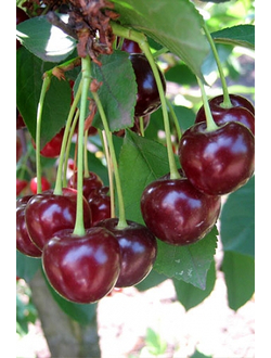 Вишня Харитоновская