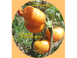 Томат Ипотечный лефте (Mortgage Lifter Bicolor, США)