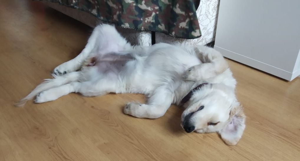 Наша выпускница: голден ретривер Русское Золото Лана Оланга, 4 мес.