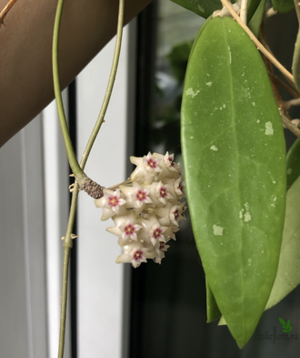 Hoya Parasitica ‘Northabli’