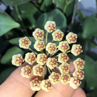 Hoya Incurvula ( Hoya Brevialata)