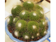 Mammillaria spinosissima cv. Uno Pico