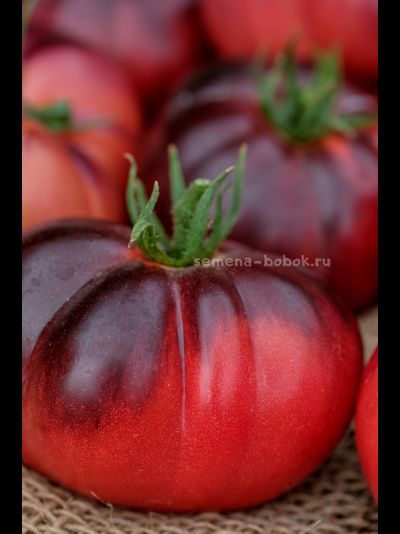 Томат Пленительный Аметист, 10 шт