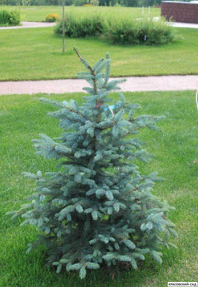 Ель колючая Аризона Кейбаб - фото в саду - красовский-сад.рф