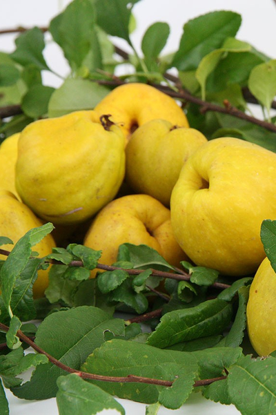 Айва (Хеномелес прекрасный) Rubra