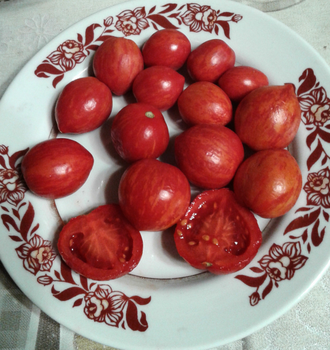 Семена томата Бонте Тигрет, Гном