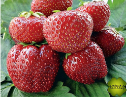 КЛУБНИКА "ЛОРД" (СРЕДНЕСПЕЛАЯ, ОЧЕНЬ КРУПНАЯ И ВКУСНАЯ) саженец в ячейке