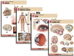 Комплект таблиц по биологии дем. "Человек и его здоровье 2" (10 табл., формат А1, лам.)