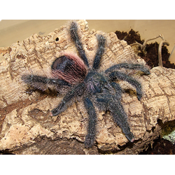 Avicularia sp. Peru