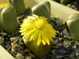 Lithops dorotheae - 10 семян