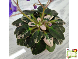 Н-Синий Лён (Н. Бердникова) 2015 г. трейлер