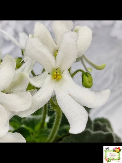 Lunar Lily white (Лунэ Лили уайт) (селекционер неизвестен)