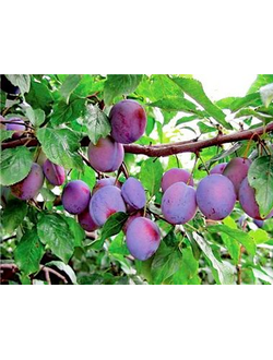 Слива Синий дар (летний)