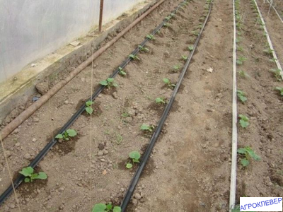 Капельная лента Шаг 50см бухта 100м