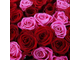 Букет из 101 розы "аинственная красавица"