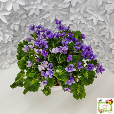 Biscayne Trail (S.Williams) трейлер