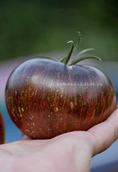 Томат Marsha's Starfighter Beefsteak (Бифштекс Марши), 10 шт