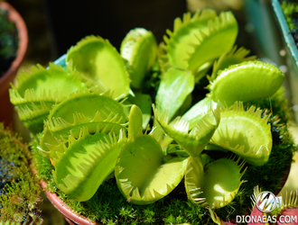 Dionaea muscipula Triton