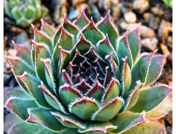 Sempervivum tectorum - розетка