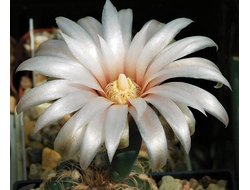 Gymnocalycium parvulum v.amoenum VG-1078 - 5 семян