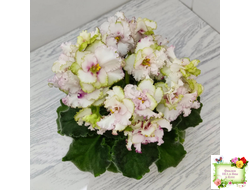 АВ-Любимая Игрушка (Фиалковод) 2015 г.