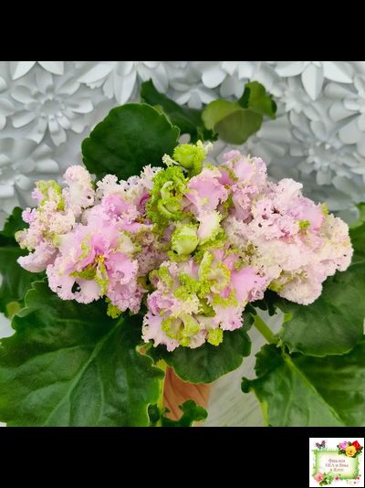 ЛЕ-Денди (Е. Лебецкая) 2011 г.