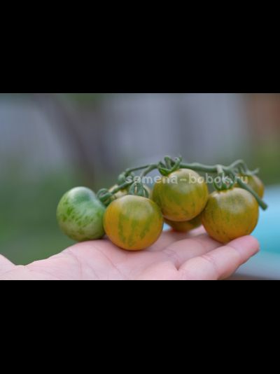 Томат Sweet Baby Jade (Свит Бэби Джейд), 10 шт