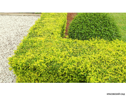 Бирючина Ауреа - Aurea