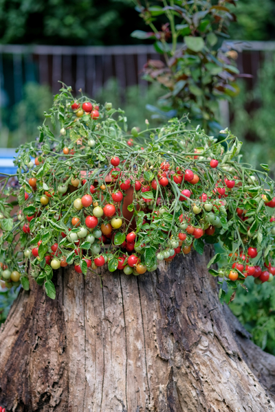 Томат Ditmarscher "Suspension rose" (Дитмаршевская Розовая Подвеска), 10 шт
