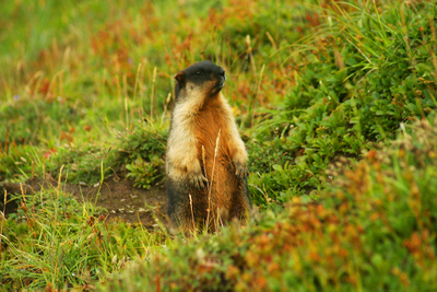 черношапочный сурок Тарбаган