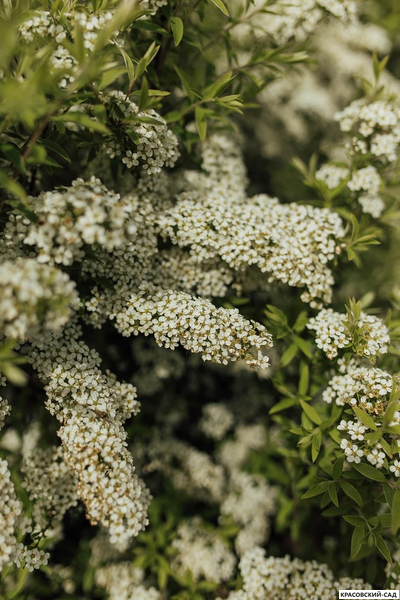 Спирея серая Грефшейм - Grefsheim в форме шара