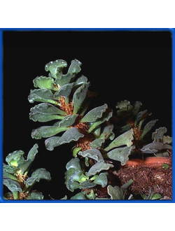 Adromischus cristatus, Forentein