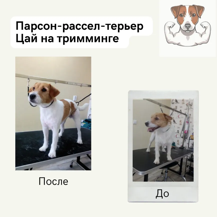 Парсон-рассел-терьер ЦАЙ