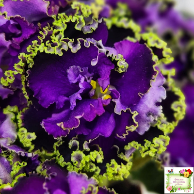 АВ-Гром и Молнии (Фиалковод) 2019 г.