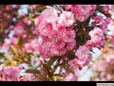 Вишня Канзан - Kanzan