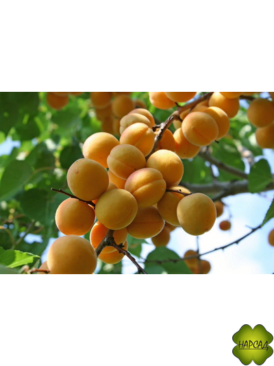 Водолей (очень сочный, морозостойкий)