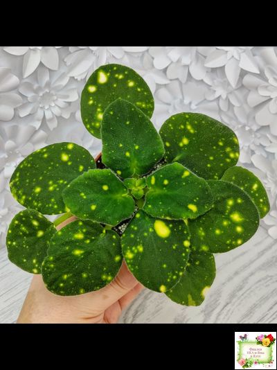 ШН-Космическая Фея (Н. Шушакова) 2019 г.