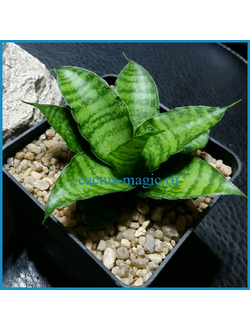 Sansevieria ‘Gabriella‘