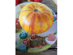 Гном Конфетти (Dwarf Confetti)