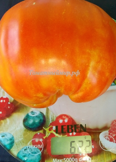 Томат Польская слива тети Сварло (Aunt Swarlo's Polish Plum)